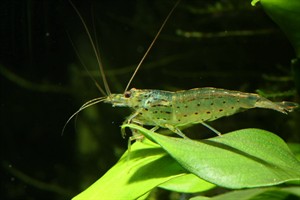Caridina Multidentata C Olepedersen 7971