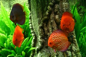 Tropica Symphysodon Discus