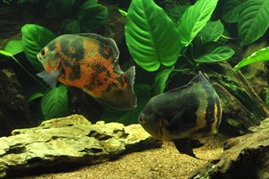 Tropica Cichlids