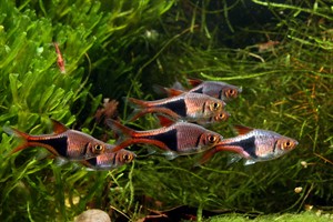 Tropica Rasbora Heteromorpha