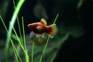 Tropica Live Bearing